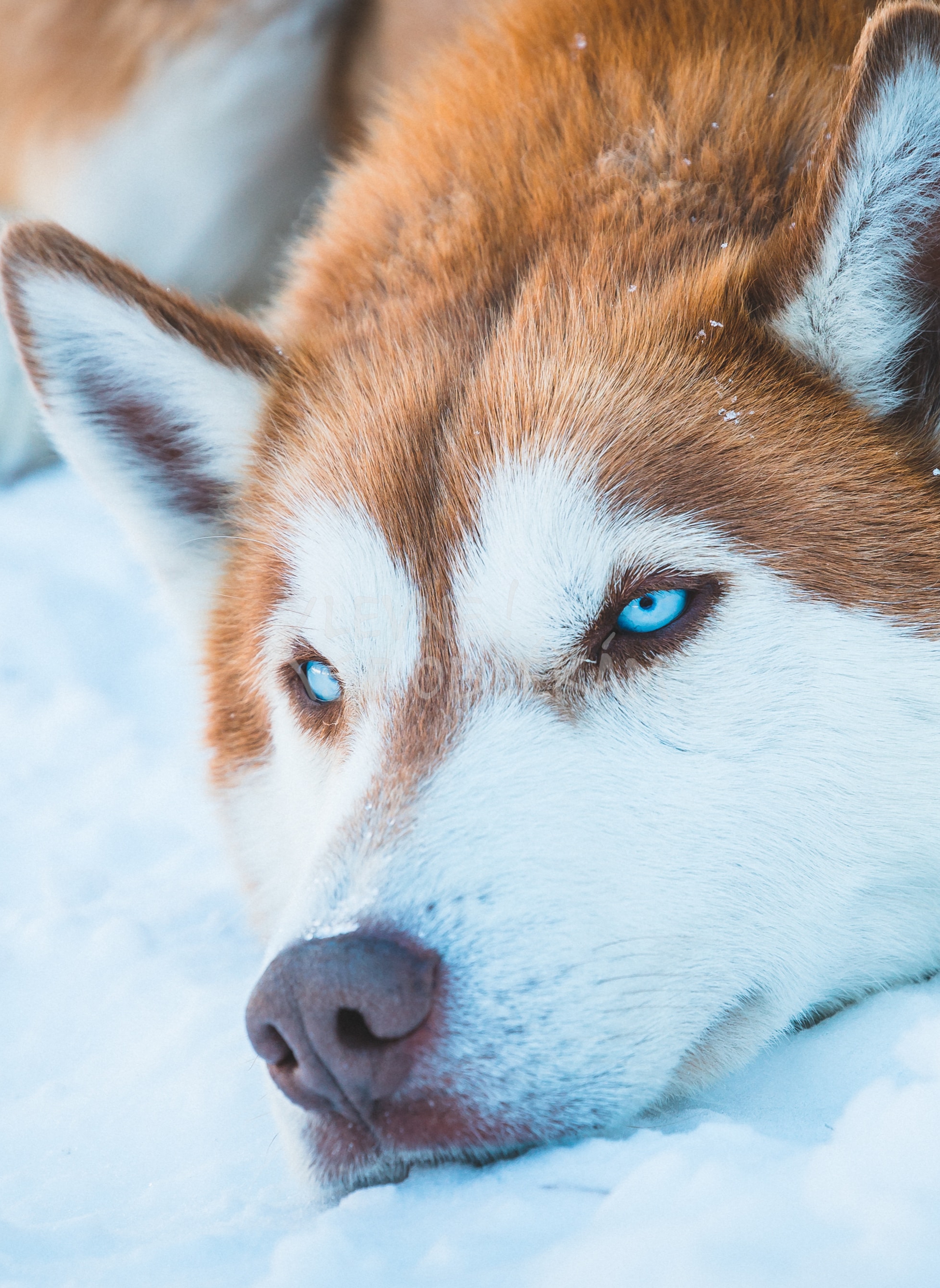 Vzorový produkt | Šaty plesové
