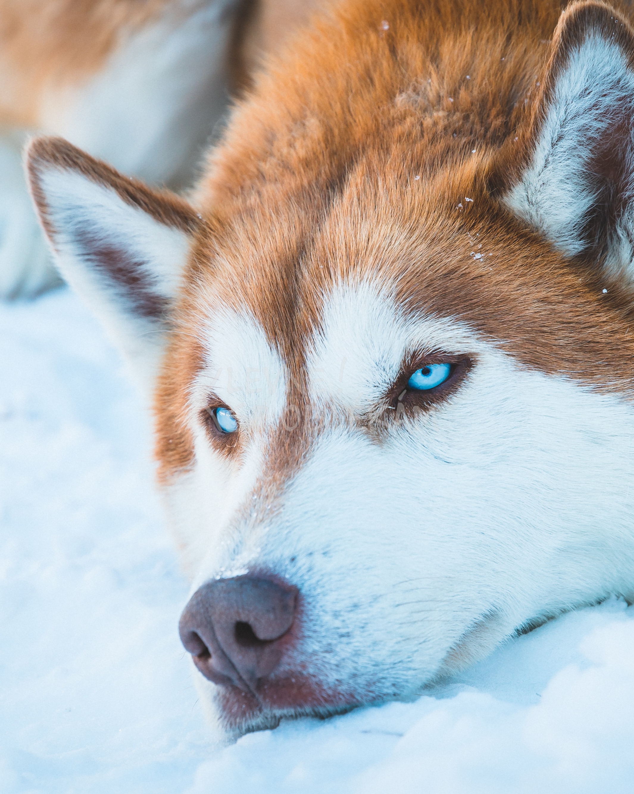 Vzorový produkt | Šaty plesové - 66