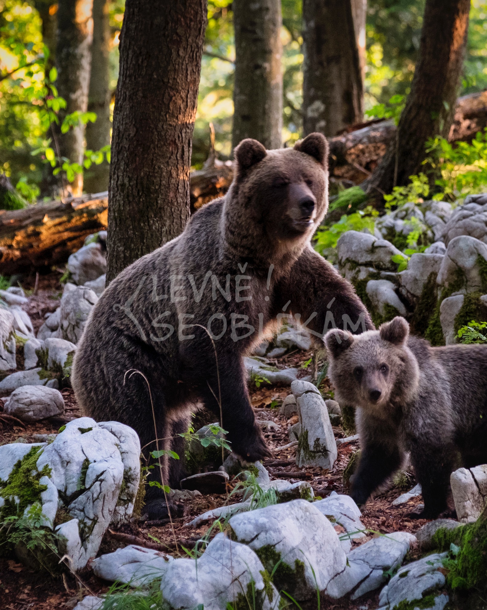 Vzorový produkt | Šaty plesové - 67