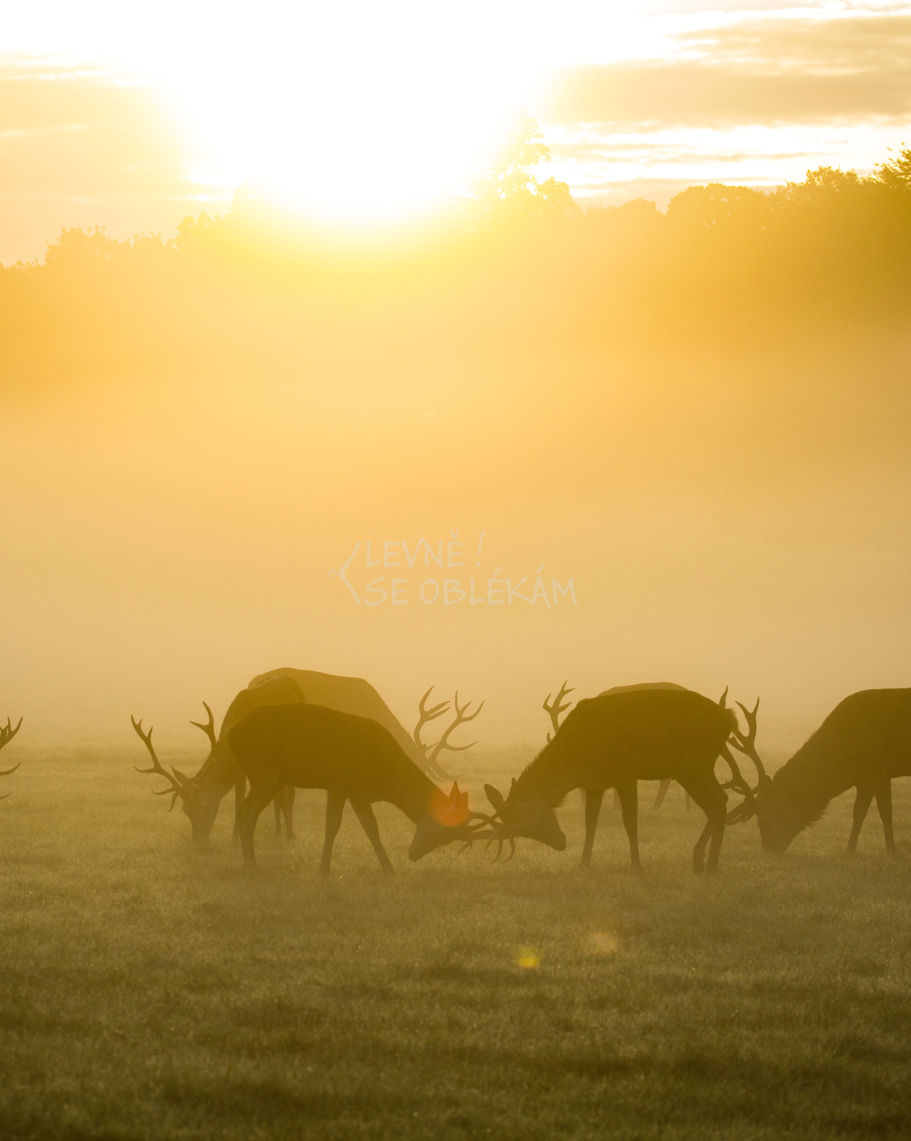 Vzorový produkt | Šaty plesové - 69